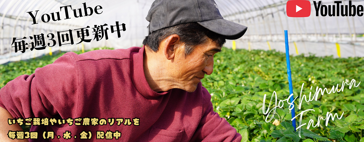 吉村農園チャンネル