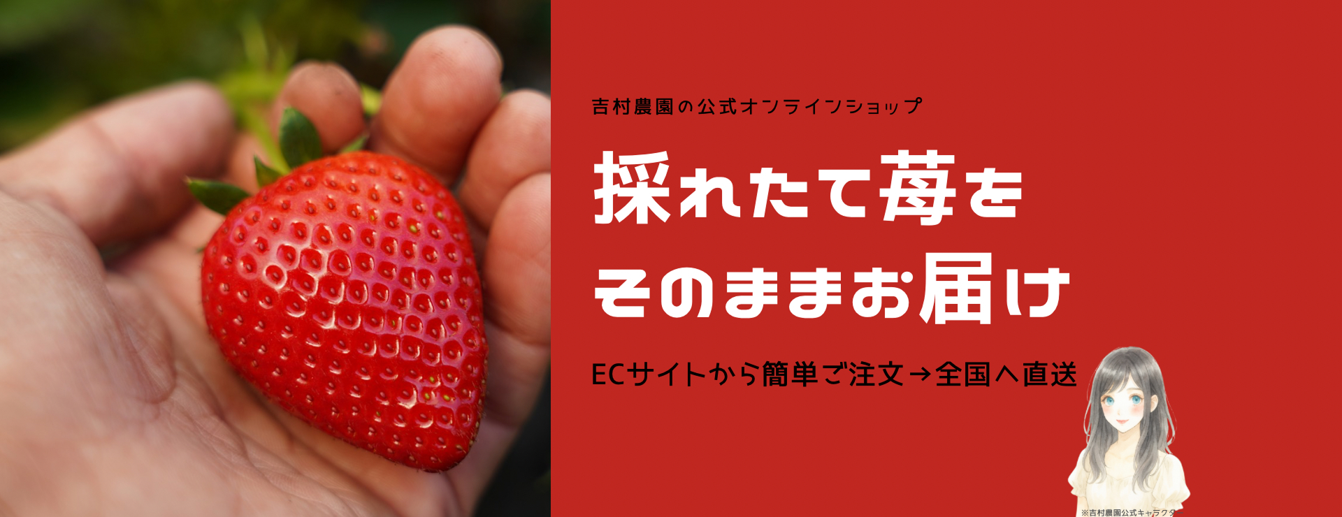 吉村農園、産地直送はじめました。吉村農園で育てた美味しいいちご、ご自宅までお届けいたします。