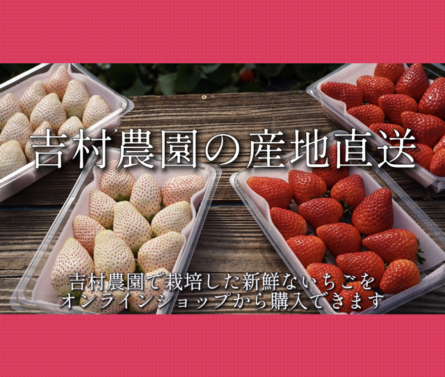 吉村農園、産地直送はじめました。吉村農園で育てた美味しいいちご、ご自宅までお届けいたします。