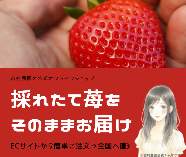 吉村農園、産地直送はじめました。吉村農園で育てた美味しいいちご、ご自宅までお届けいたします。